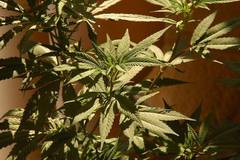 Les coopératives de cannabis sans but lucratif bientôt légalisées?