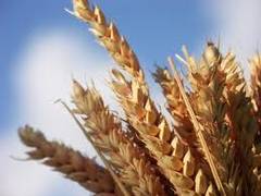 Durum: deux coopératives veulent créer un monopole sur le blé dur