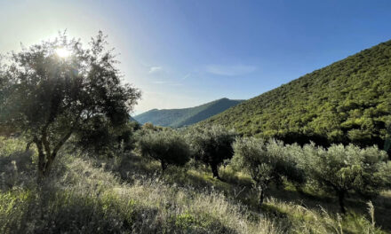 Messinia, Grecia: Explorando el papel crítico de las comunidades en la gestión de los incendios forestales