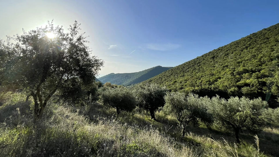 Messinia, Grecia: Explorando el papel crítico de las comunidades en la gestión de los incendios forestales